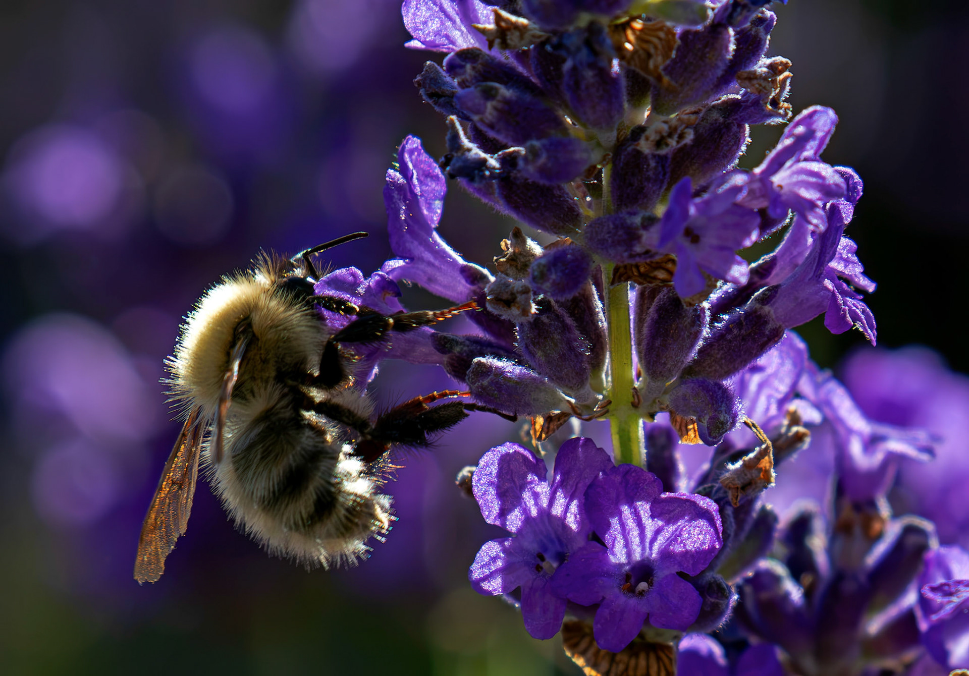 Bee on Lavendar in Deans, Livingston 13 July 2026