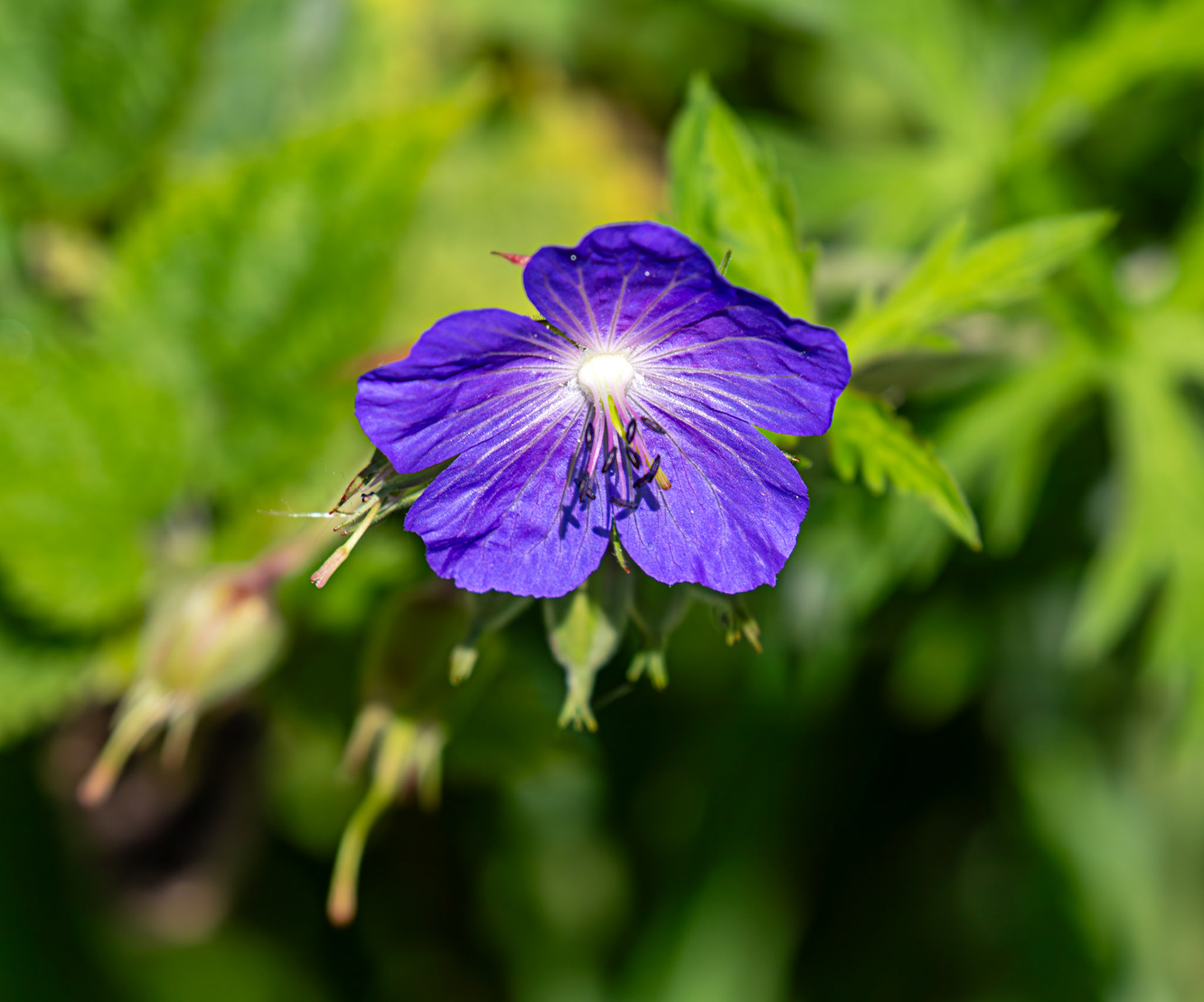 Meadow Cranesbill (Geranium pratense) Linlithgow 02 August 2025