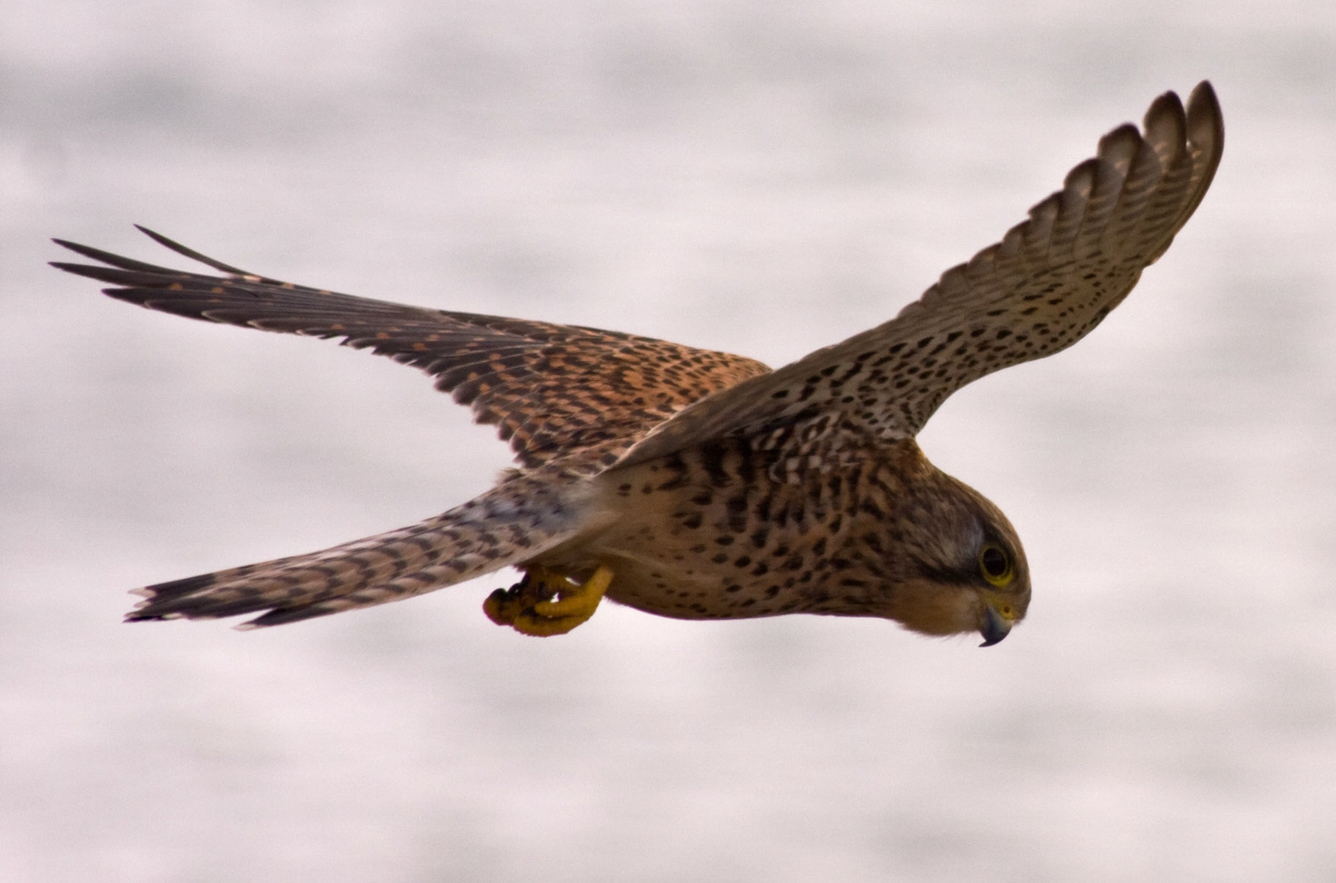 This kestrel wasn't photographed in some far flung rural location, but out of my car window in the middle of Aberdeen.