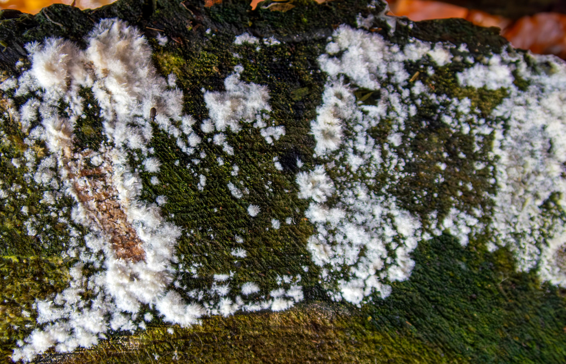 Anomoloma myceliosum - Deans Woods 08 November 2025