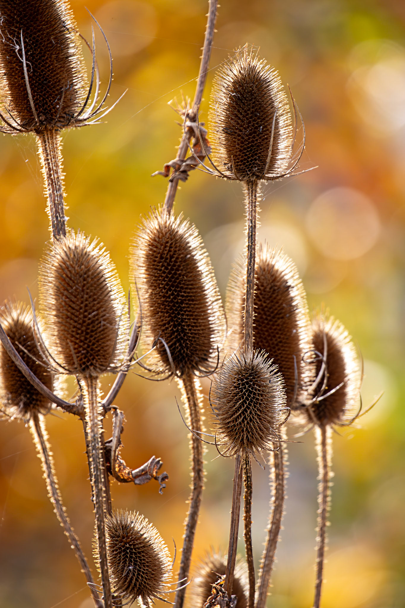 Teasels @ Higgins Neuk 23 Oct 2024
