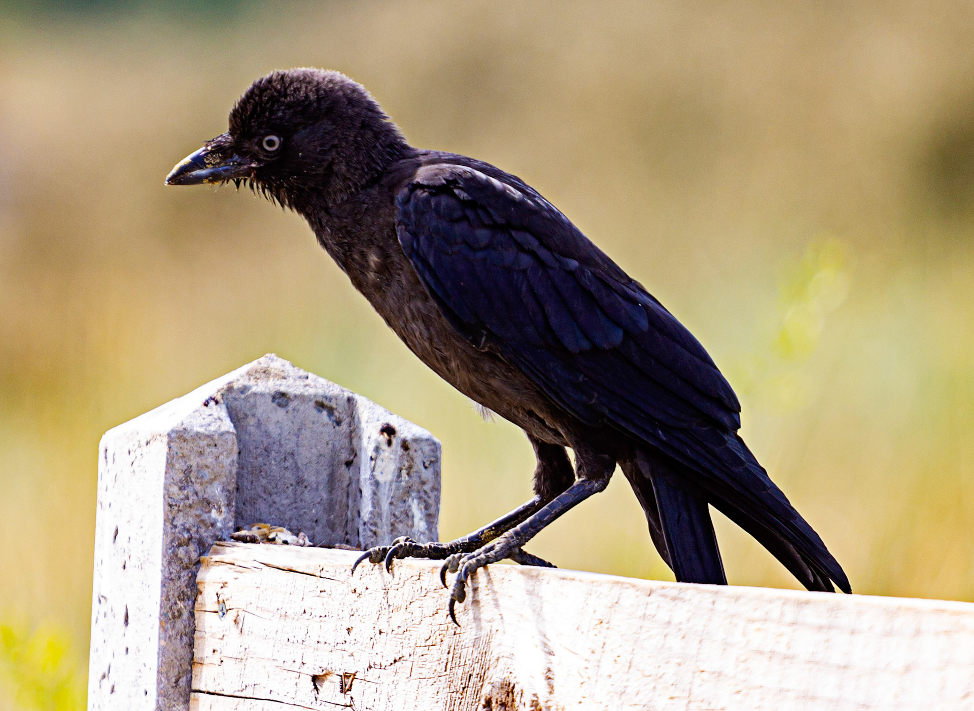 Bembridge IOW 17 July 2022