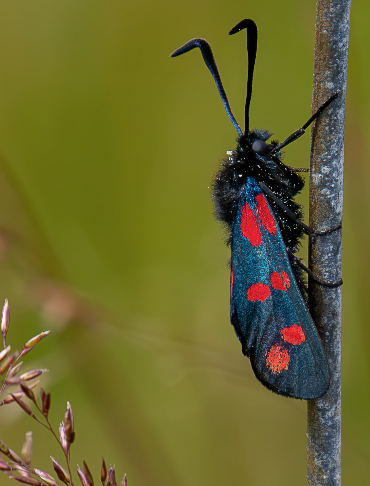 Six-spot burnet moth (Zygaena filipendulae) - Harperrig 14 July 2026