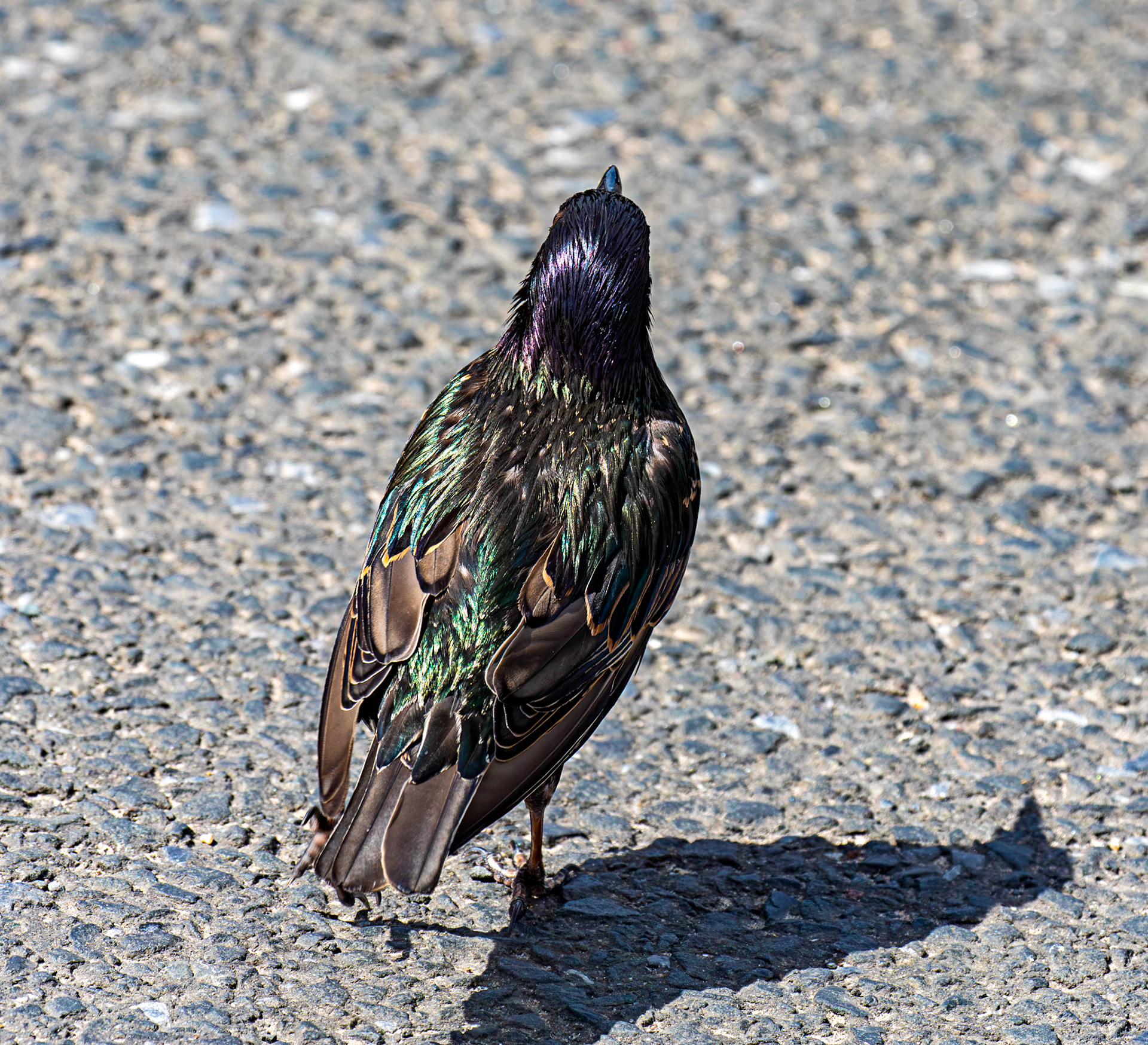 Yound Starling in Seahouses 03 July 2026