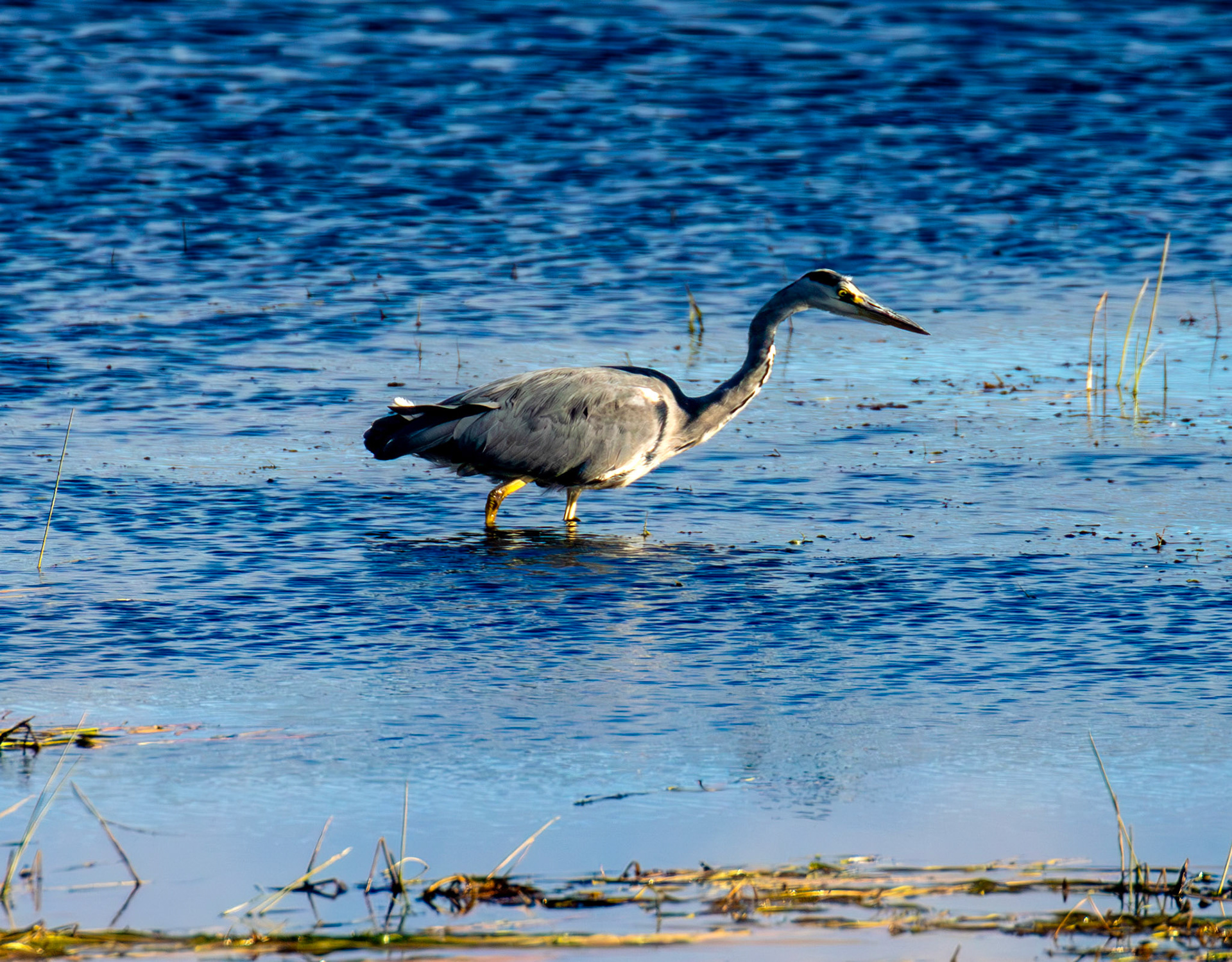 Grey Heron - Harperrig Reservoir 17 September 2024