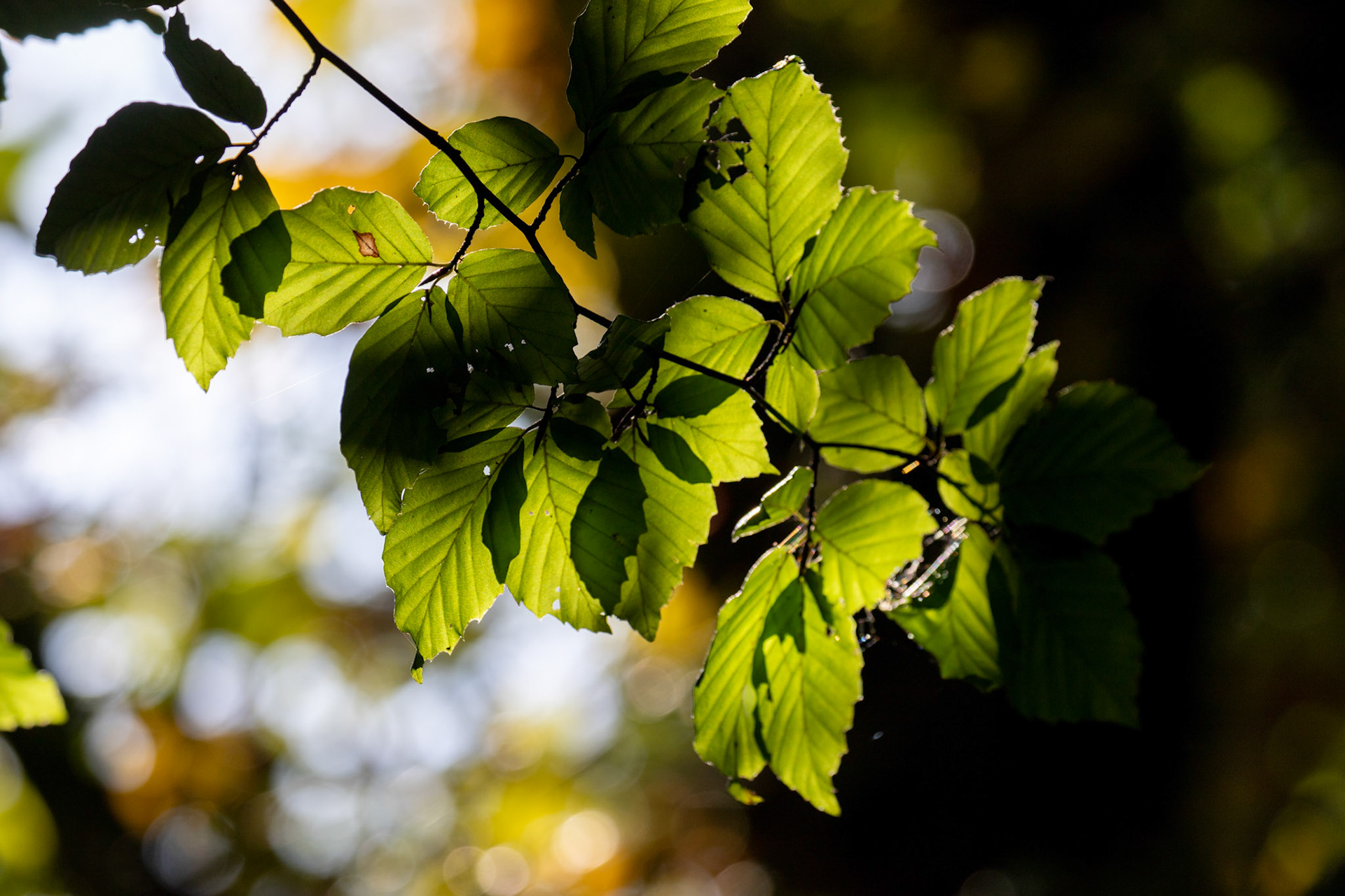 RSPB Lochwinnoch 10 October 2024