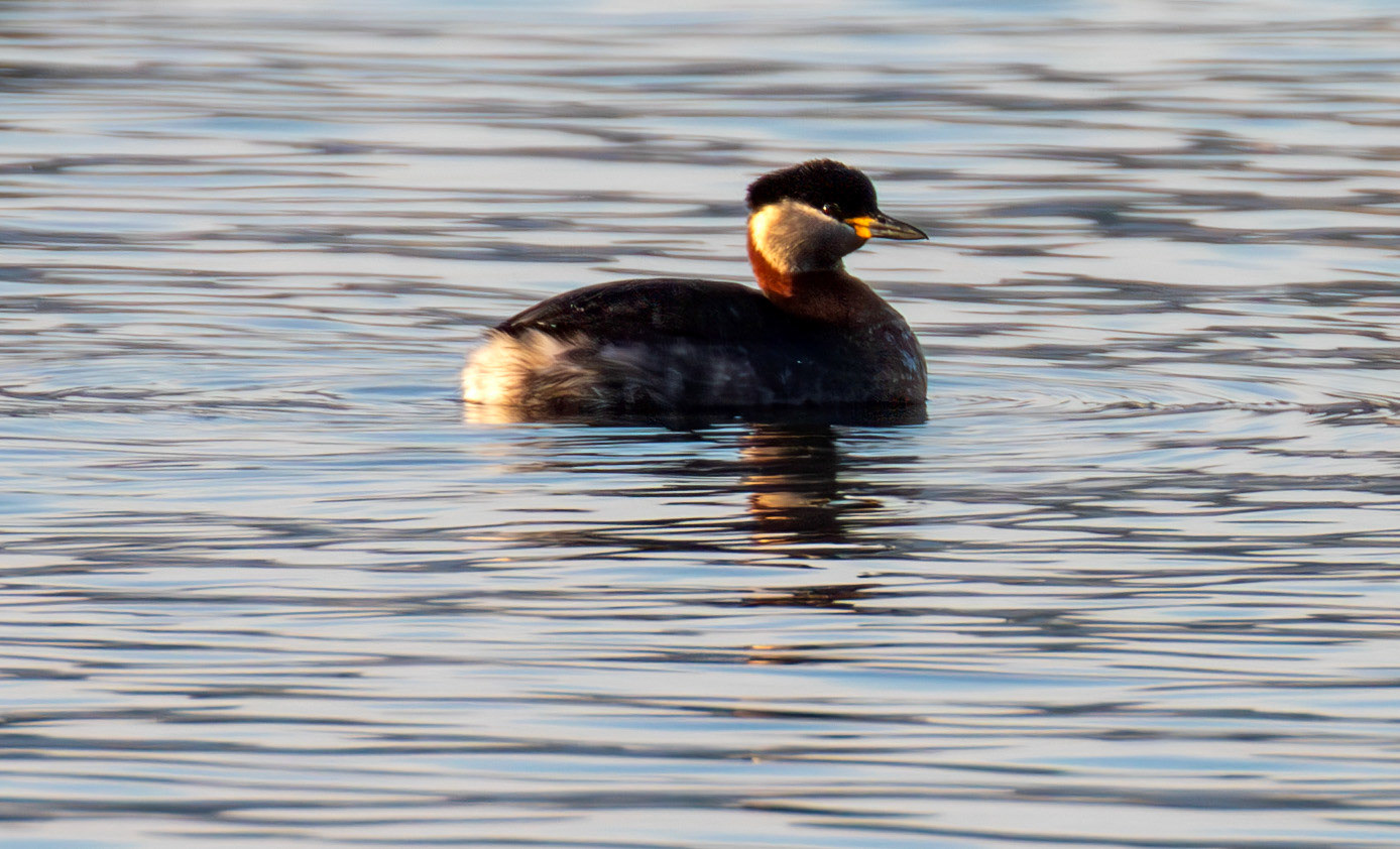 Red Necked Grebe at Hogganfield Loch 19 March 2025