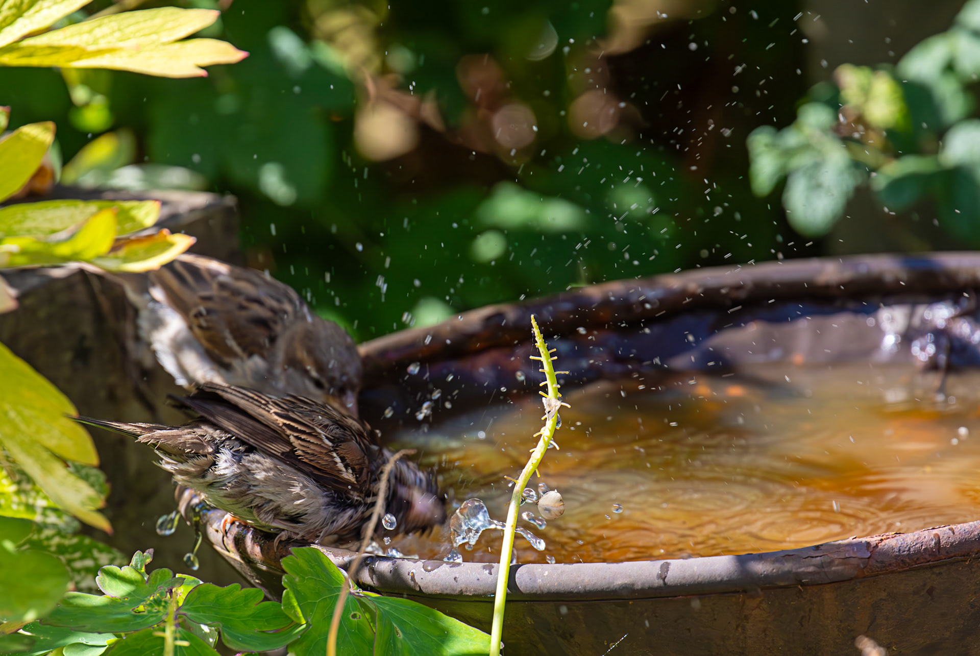 House Sparrows bathing in Livingston 12 July 2025