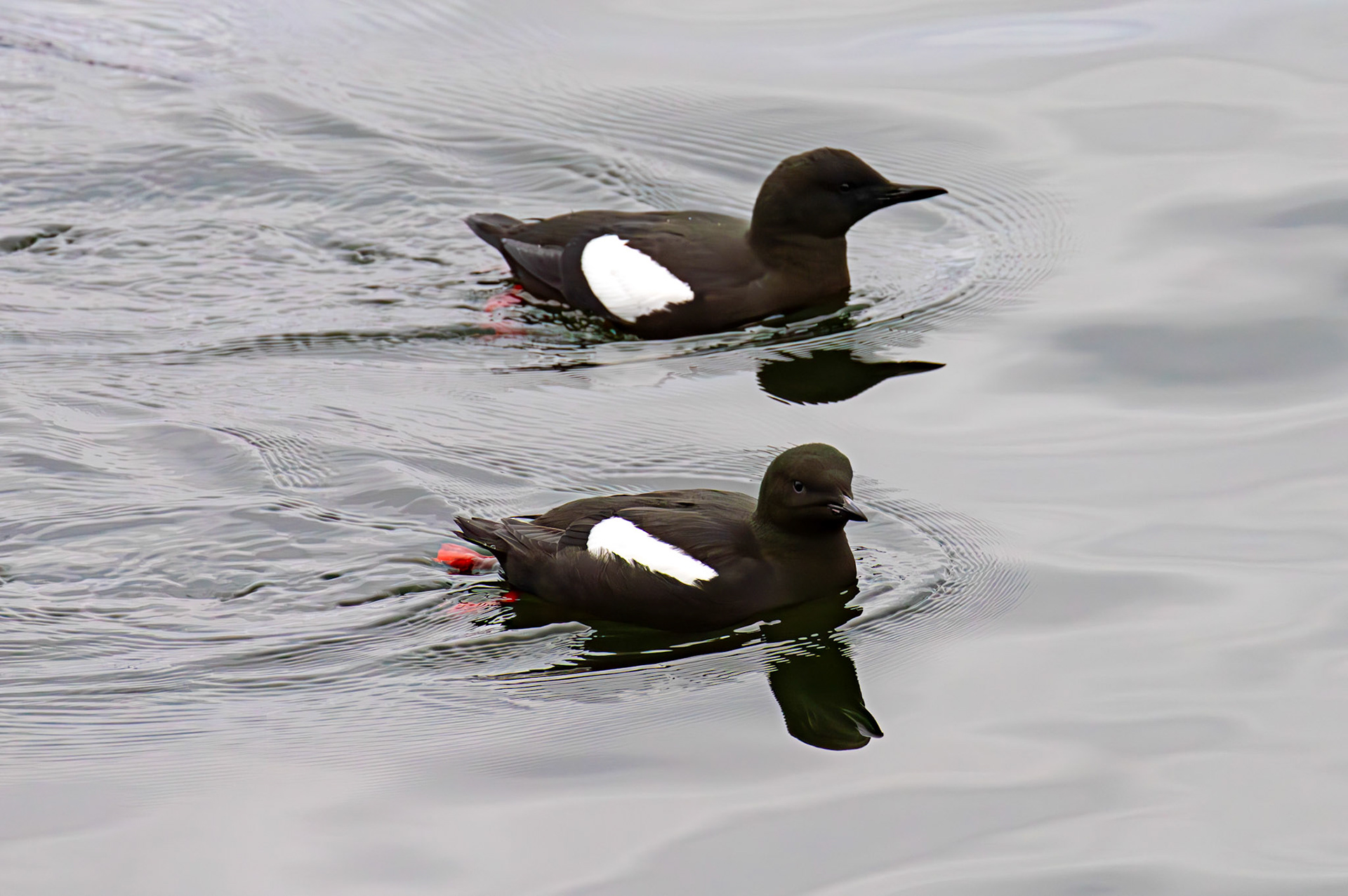 Black Guillemots, Gourock 25 March 2025