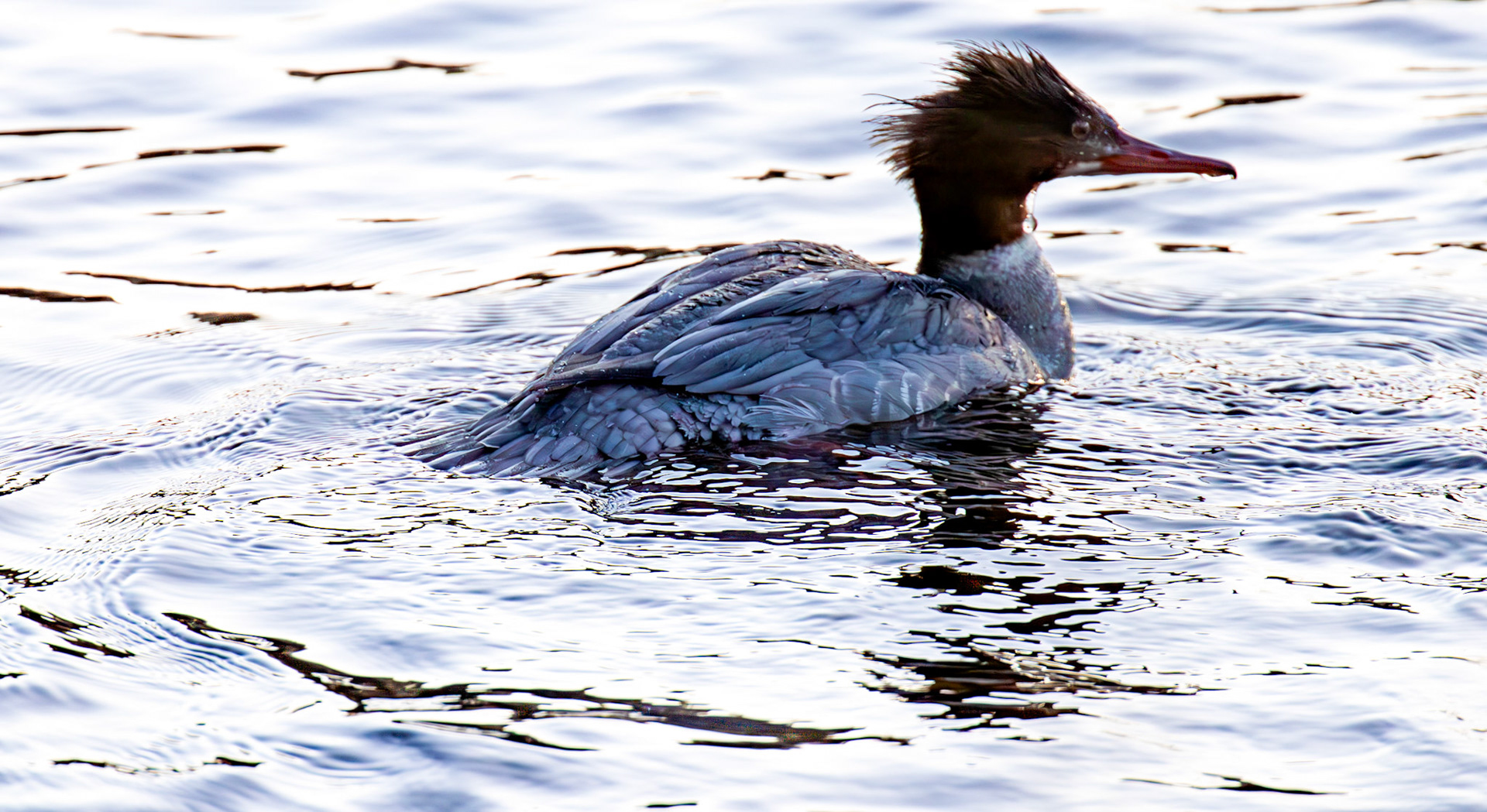 Goosander on River Tay in PERTH 30 December 2025