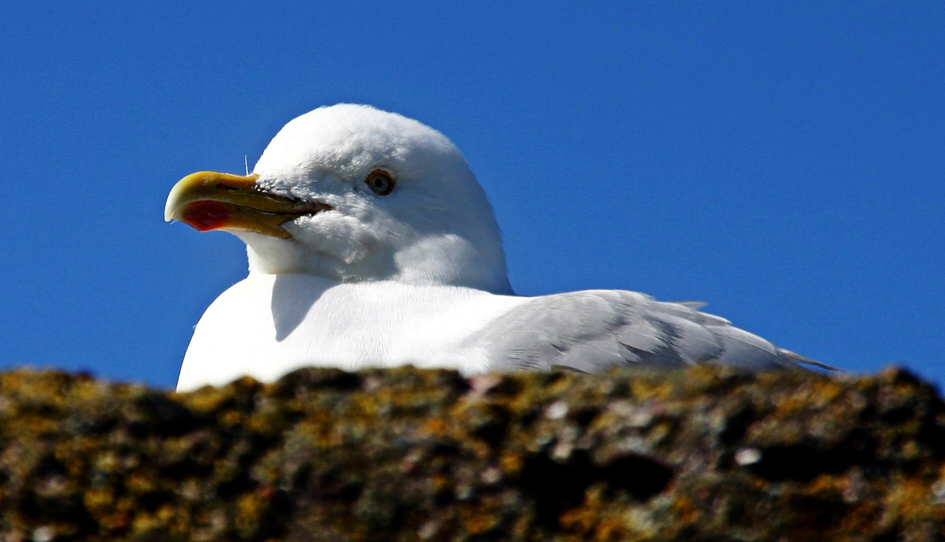 Herring Gull at St AbbsPlease see my other Photographs at: http://www.jamespdeans.co.uk/