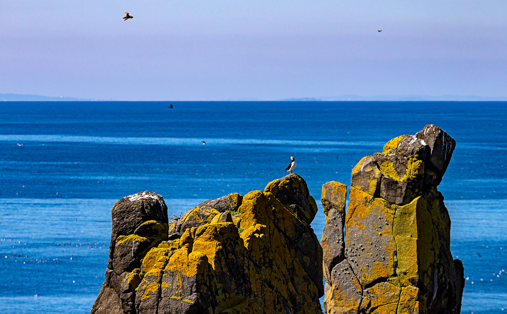 Puffin - Isle of May - 04 June 2022