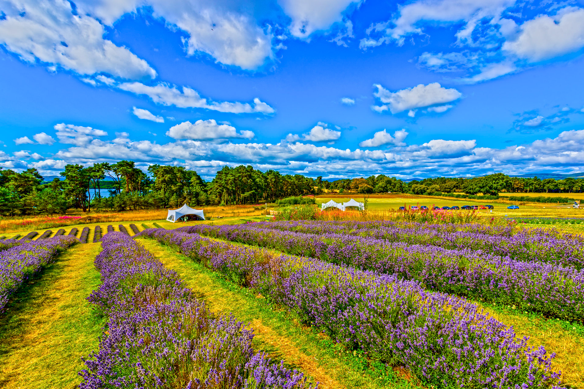 I spent an amazing few hours at Scottish Lavender Oils. They are so dedicated to nature and not to profit!