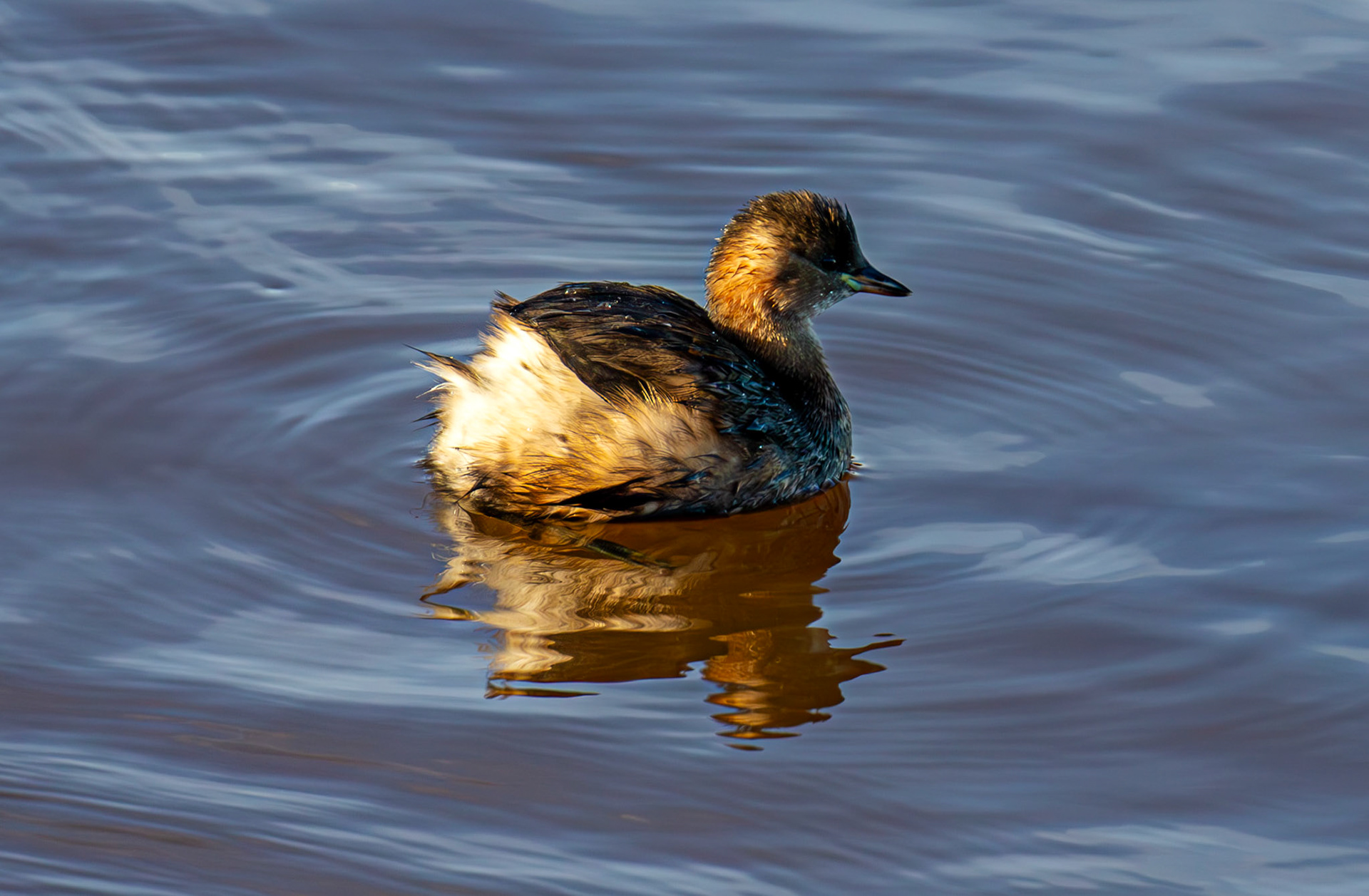 Little Grebe, River Esk Musselburgh 18 November 2024