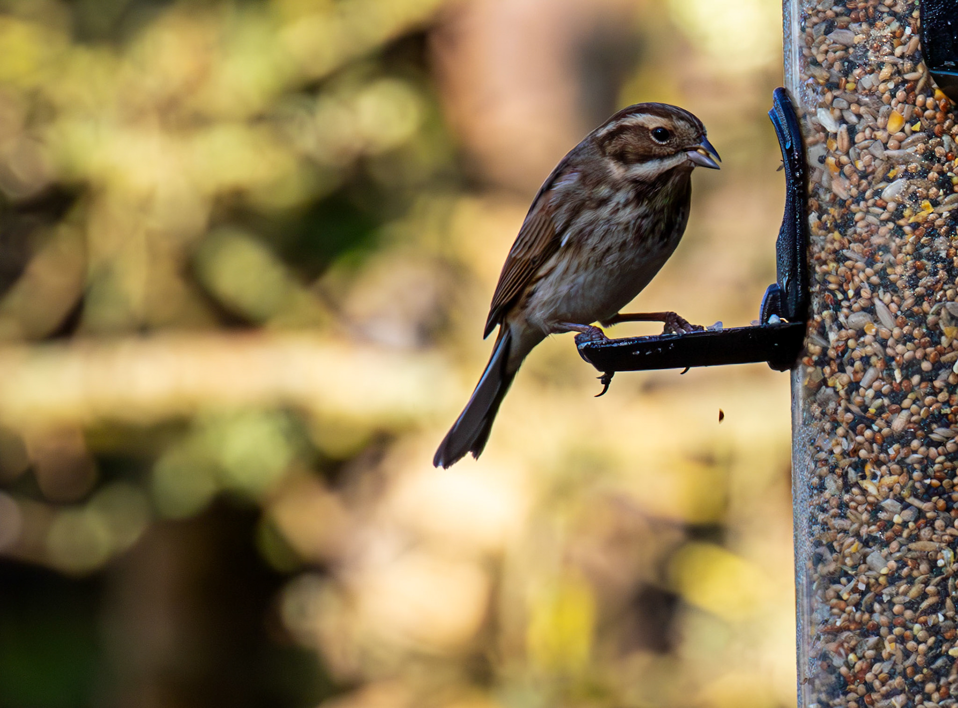 Reed Bunting at Titchfield  Haven 02 January 2025