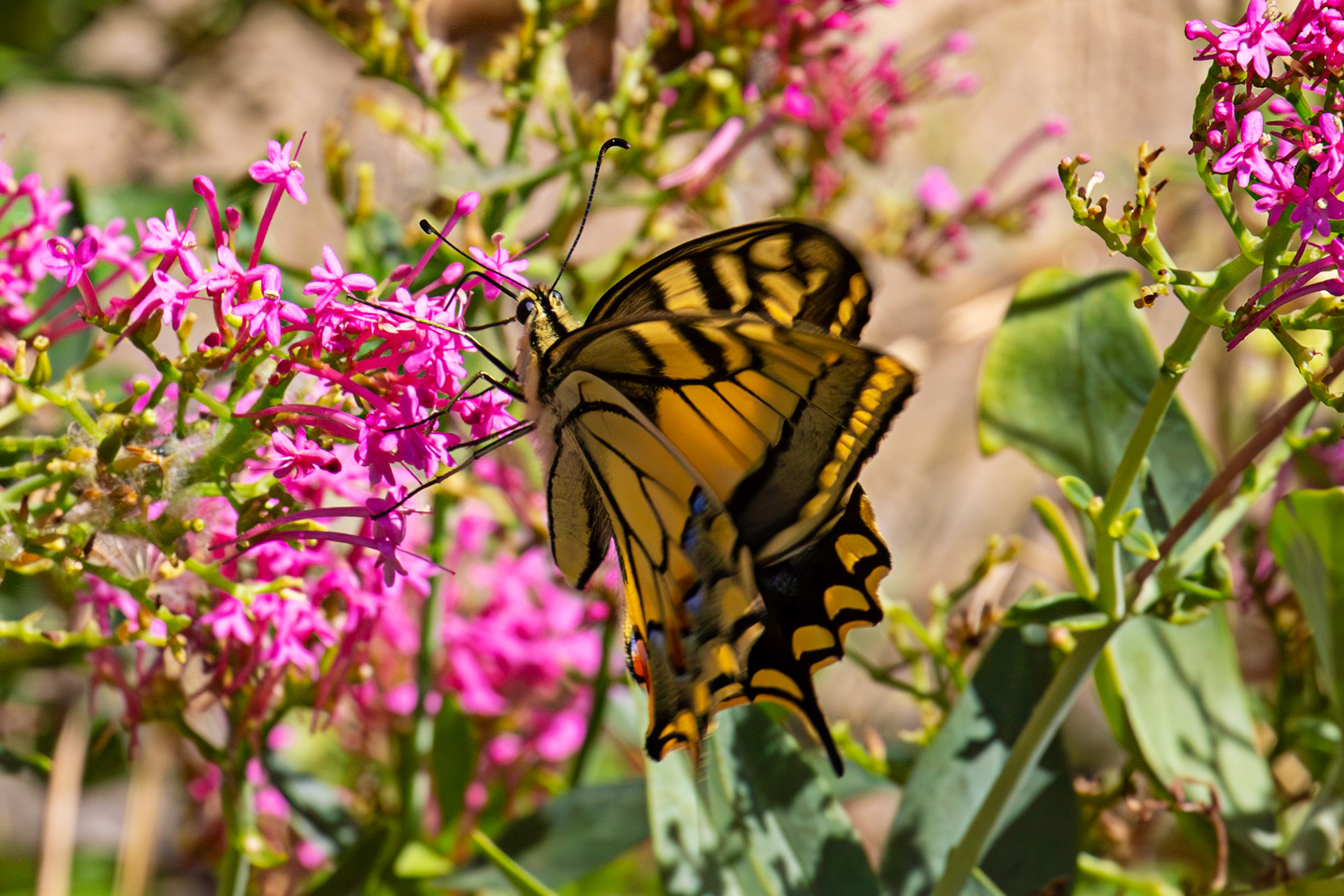 Swallowtail Butterfly - Riomaggiore 06 Sept 2025