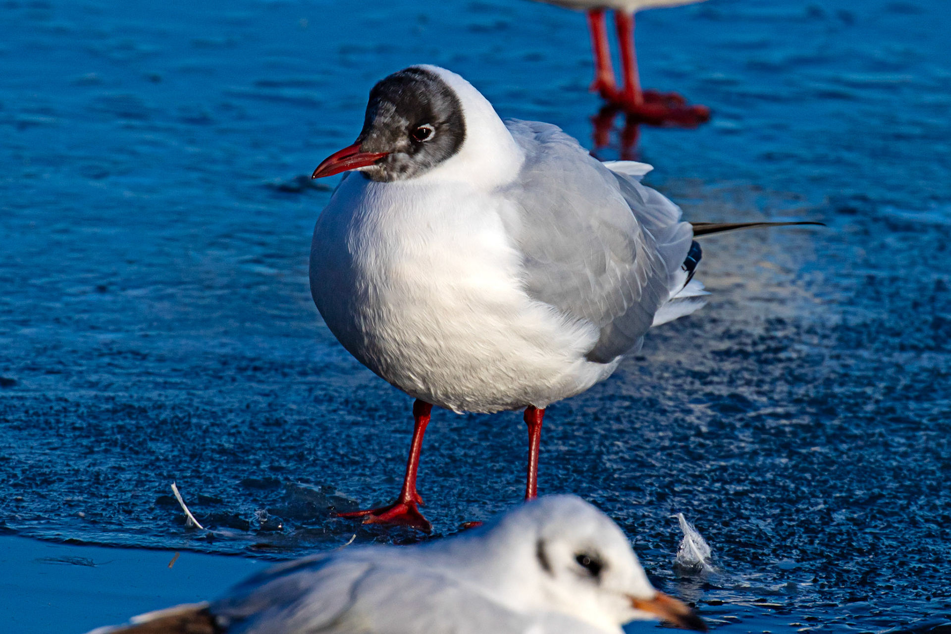 Black Headed Gulls at Hogganfield Loch 10 January 2025