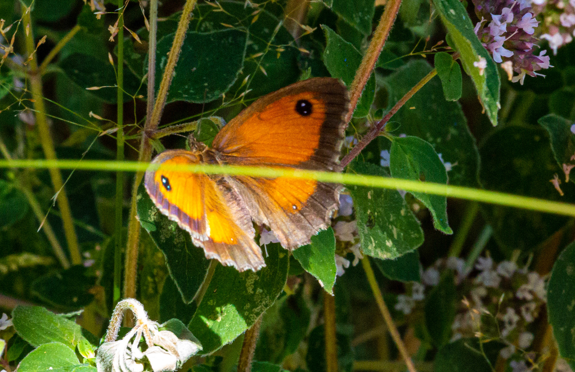 Mottistone IOW 16 July 2022