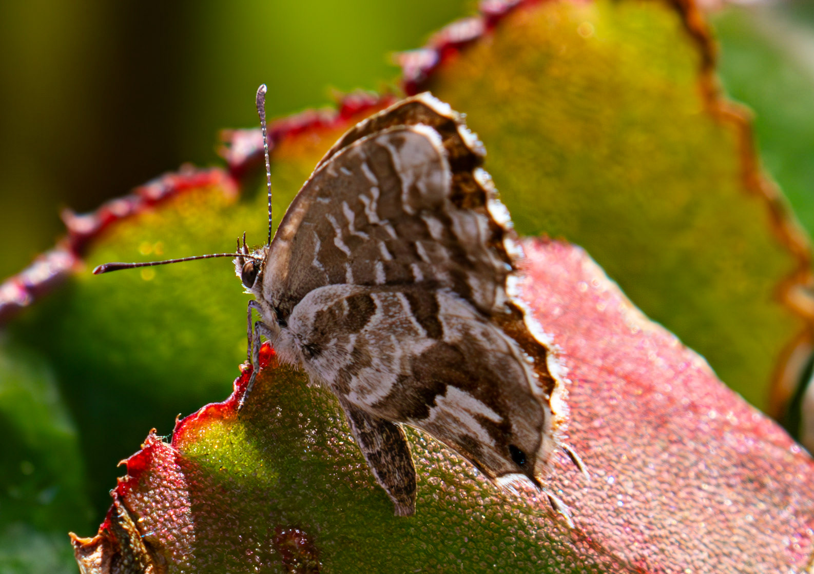 Geranium Bronze Butterfly (Cacyreus marshalli) Portofino 07 Sept 2025