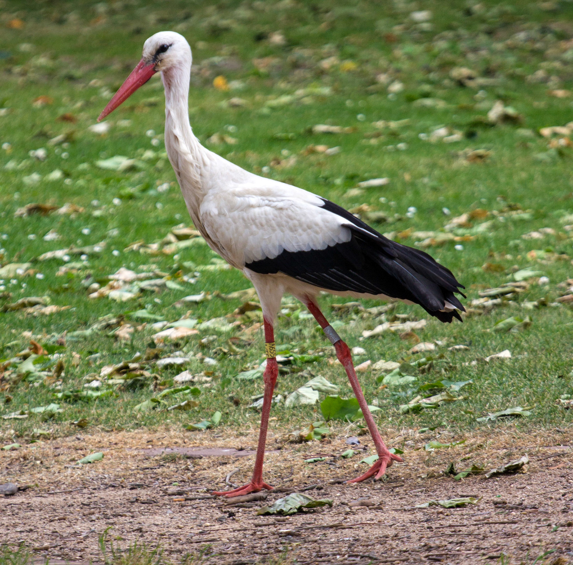 CernayPlease see my other Photographs at: http://www.jamespdeans.co.uk/