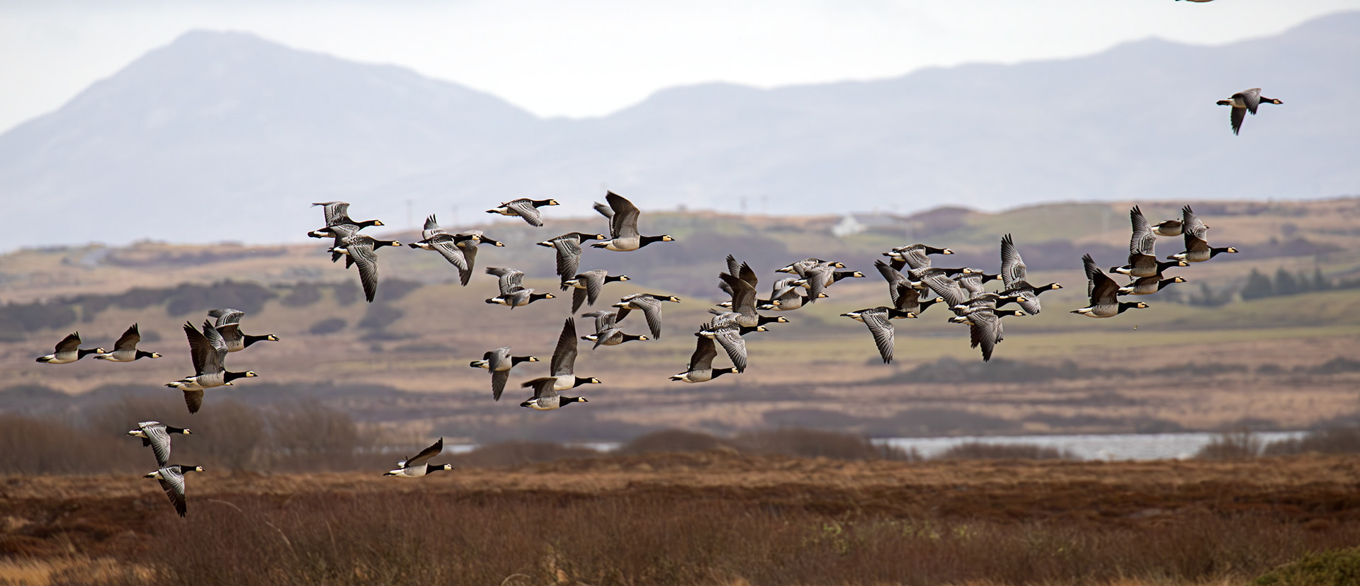 Barnacle Geese: The Island of Islay 04 March 2025