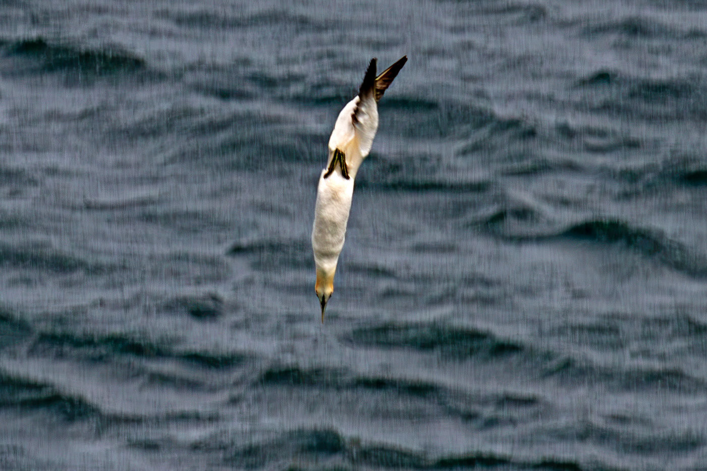 Northern Gannet diving - Tantallon Castle 04 July 2026