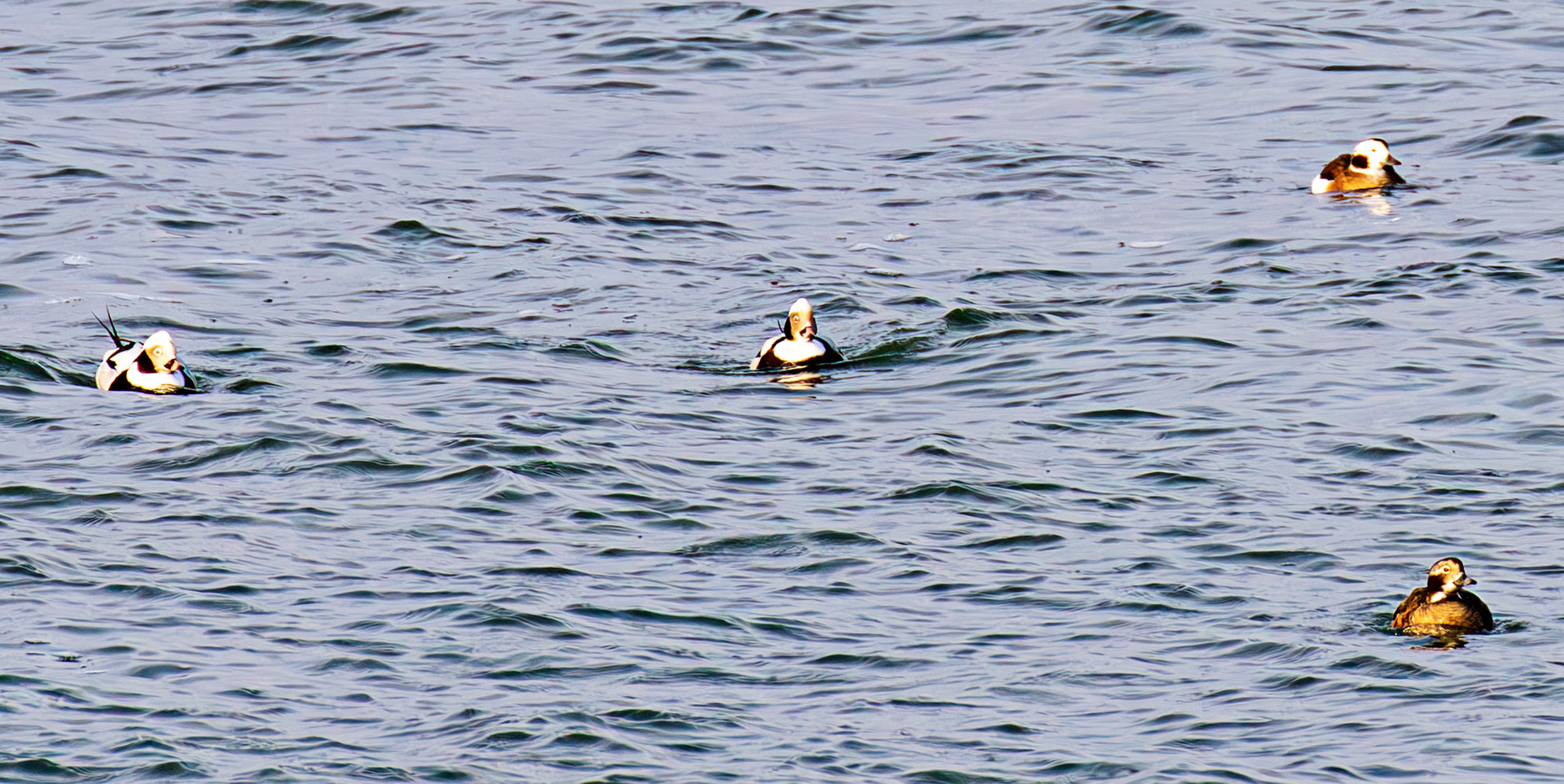 Long-Tailed Ducks at Portessie 05 March 2026