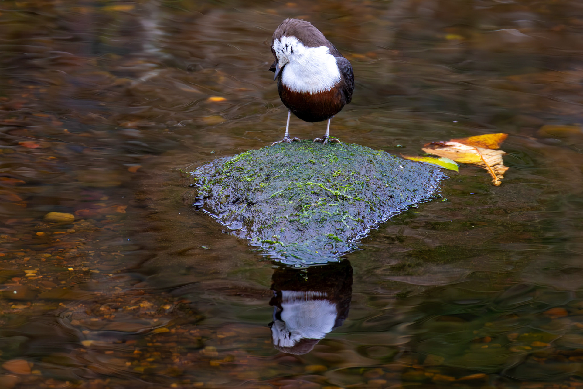 Largs 08 October 2024