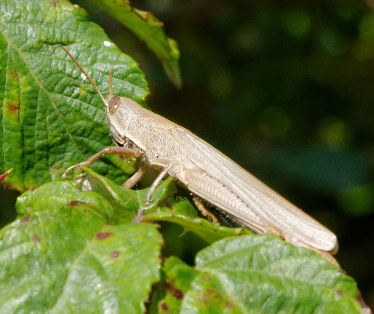 Parc Natural de s'Albufera de MallorcaPlease see my other Photographs at: www.jamespdeans.co.uk
