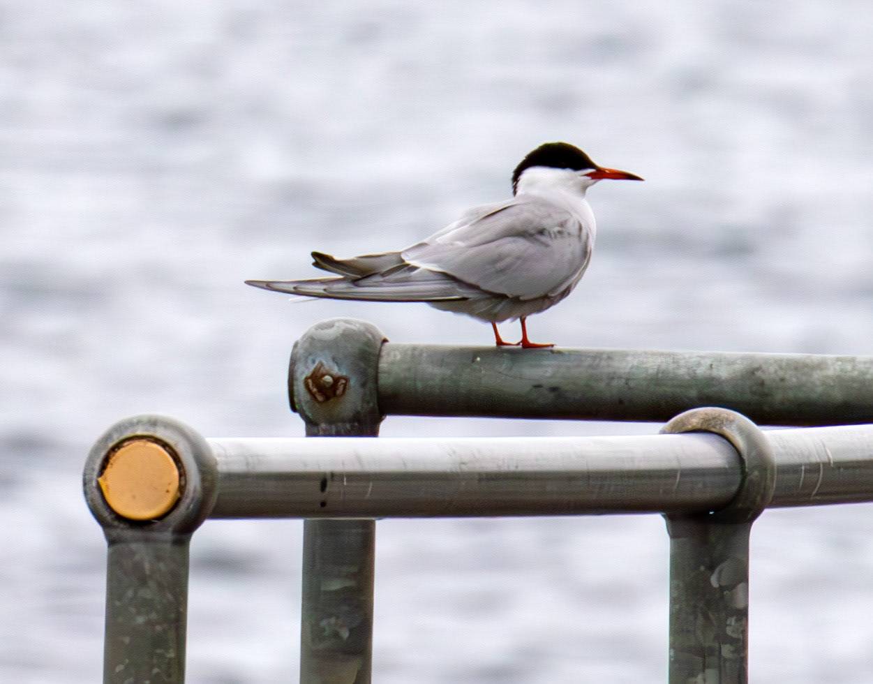 Common Tern - Wick 02 May 2026
