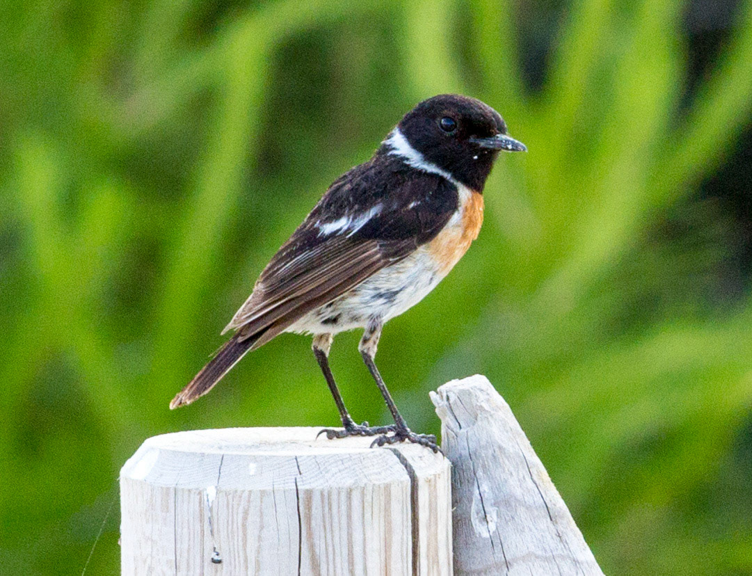 Stonechat - Colonia de Sant Jordi, Mallorca, SpainPlease see my other Photographs at: www.jamespdeans.co.uk