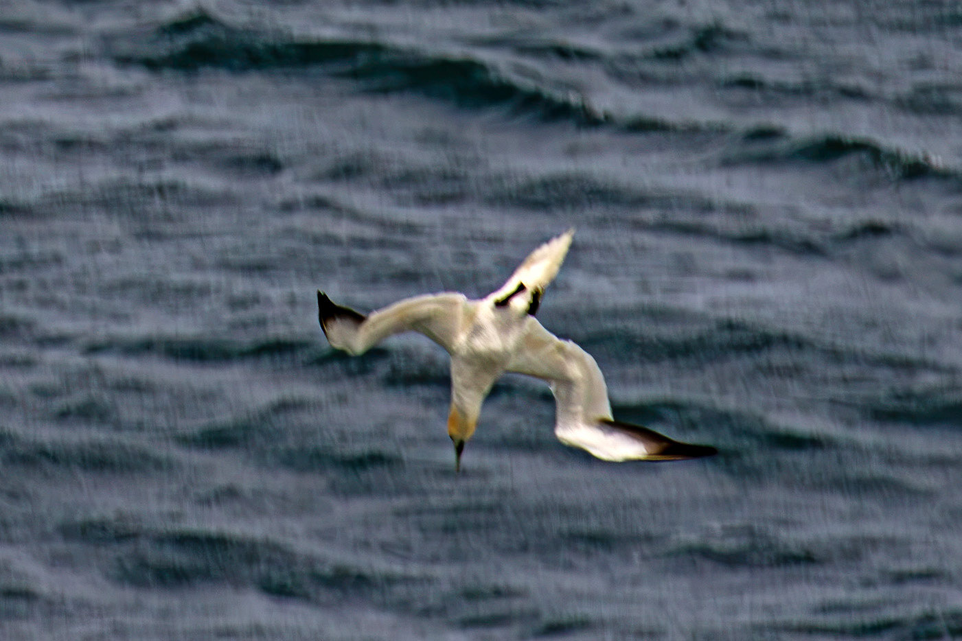 Northern Gannet diving - Tantallon Castle 04 July 2026