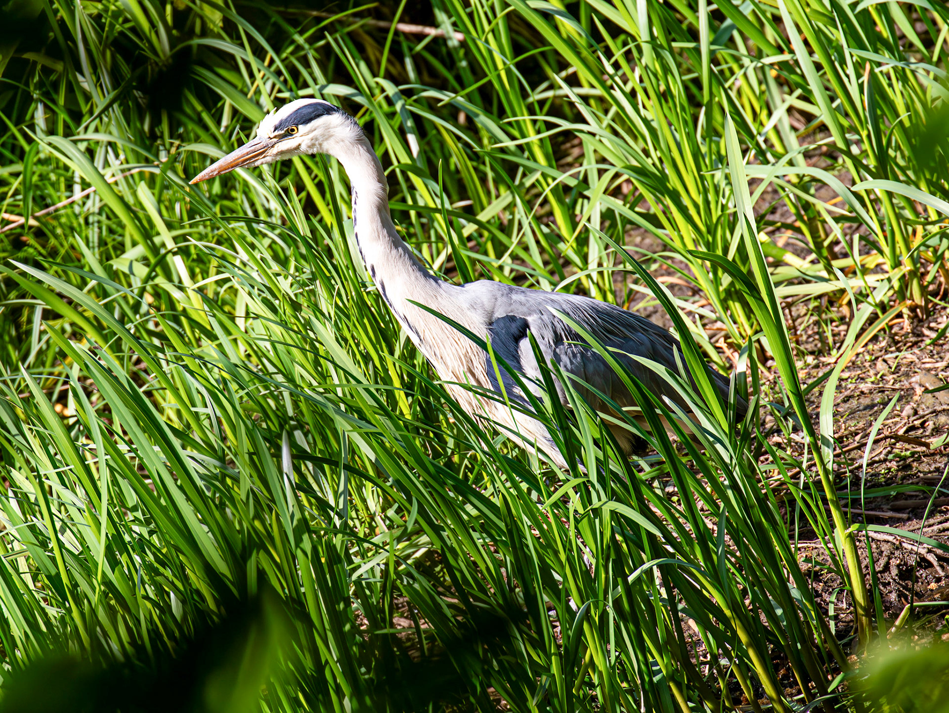 Grey Heron at Pollok Estate Glasgow 25 May 2026