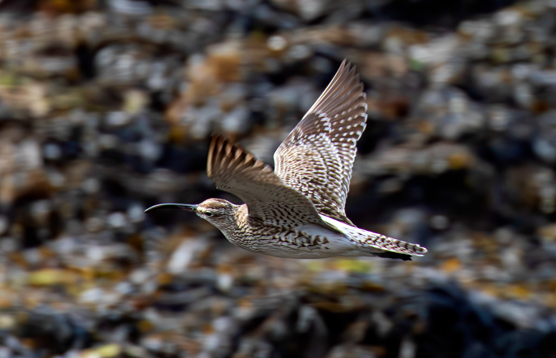 Whimbrel at Brough 03 May 2026