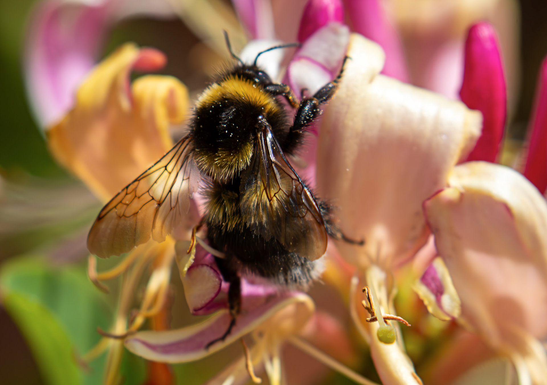 Gypsy Cuckoo Bumblebee (Bombus bohemicus) Livingston 21 June 2026