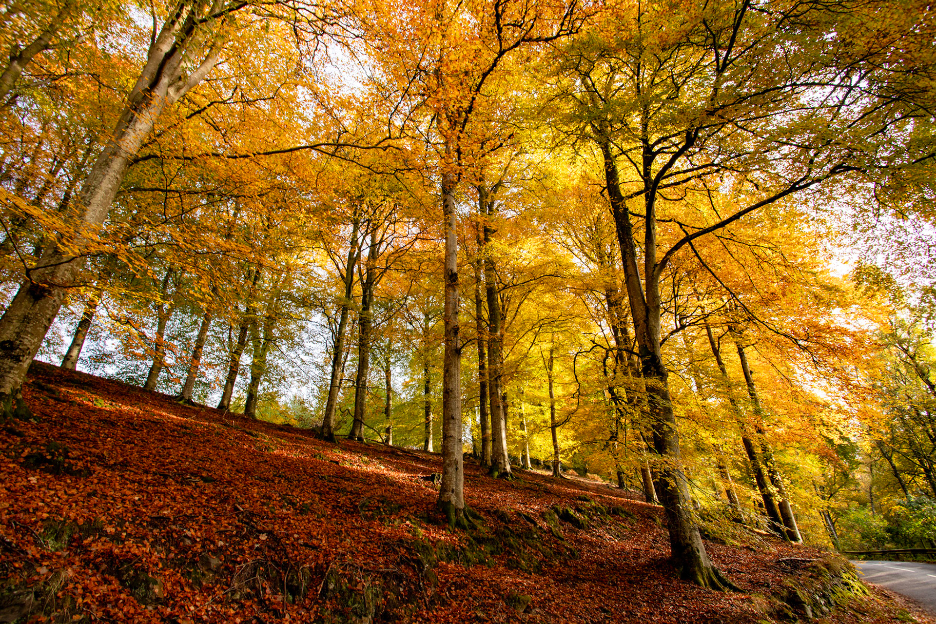 Dunkeld. Autumnal Tour around Perthshire 19 October 2024