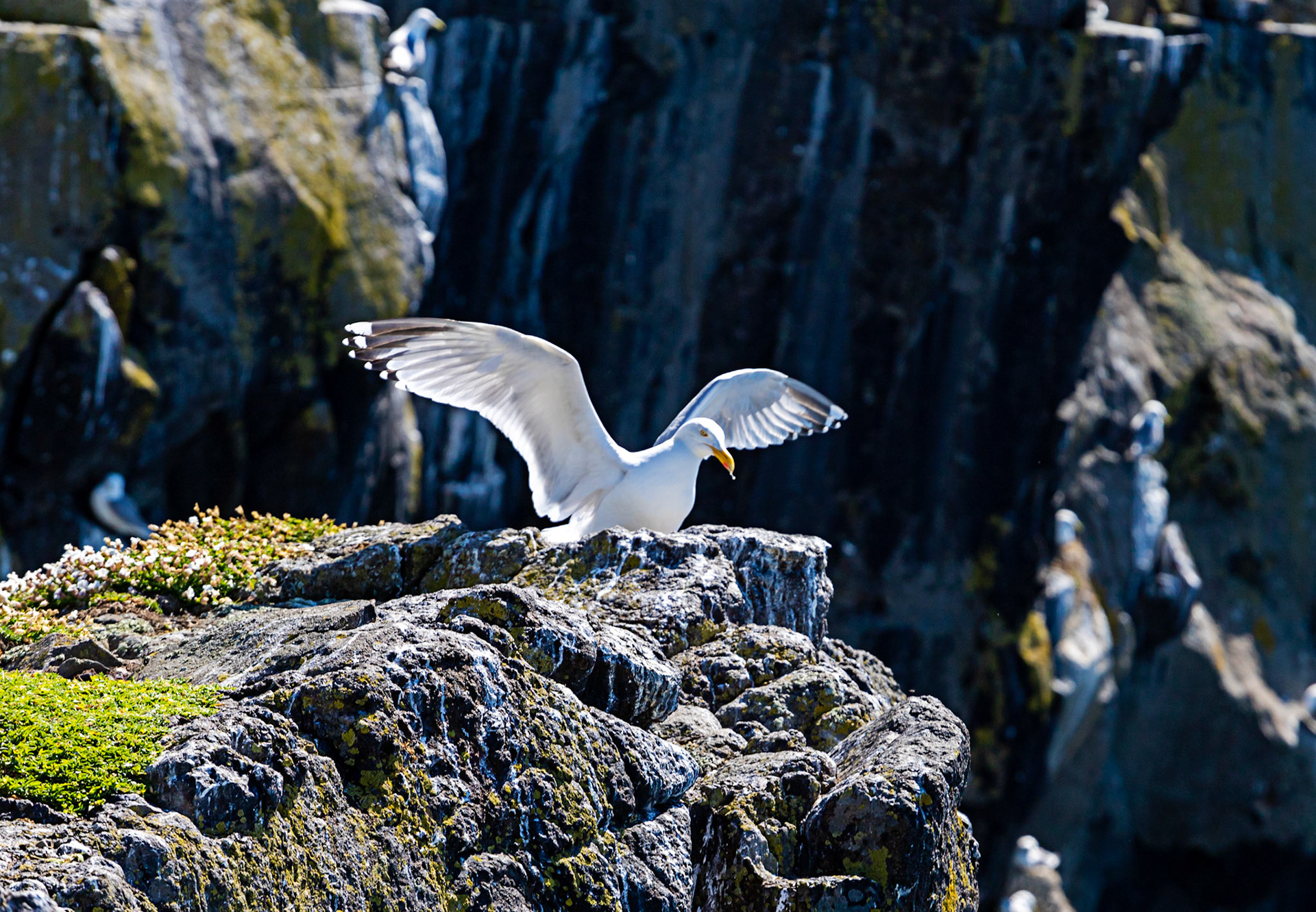 Puffin - Isle of May - 04 June 2022