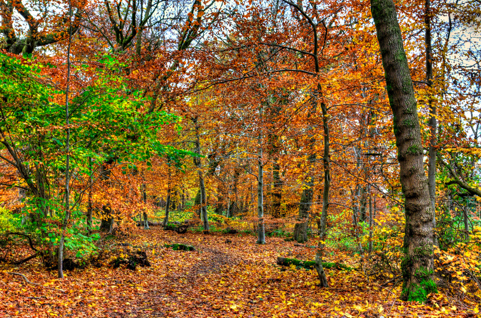 Deans Woods - 07 November 2025