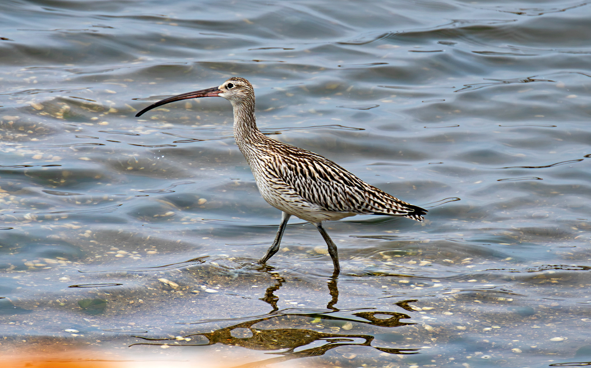 Eurasian Curlew - Reserva Natural do Estuario do Douro 20 August 2026