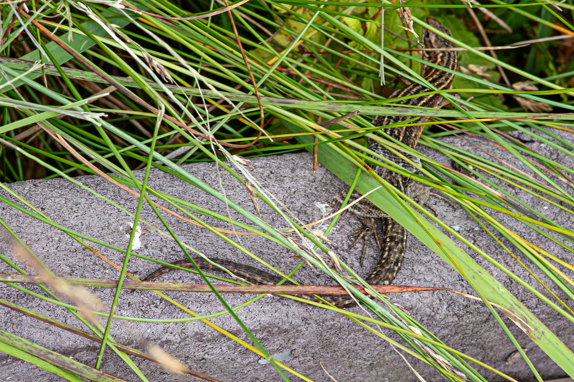 Flanders Moss 06 August 2024