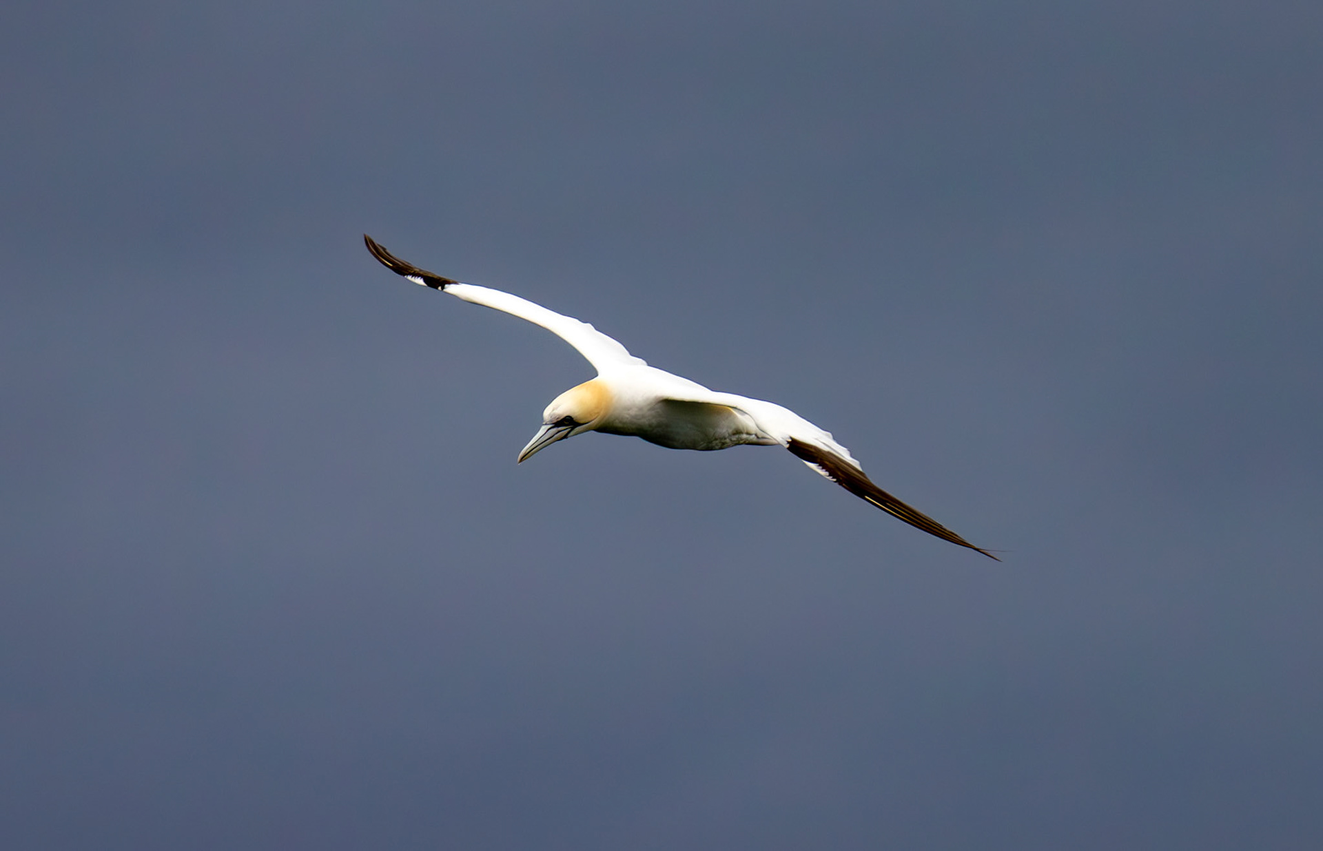 Gannets at North Berwick 14 Sept 2024