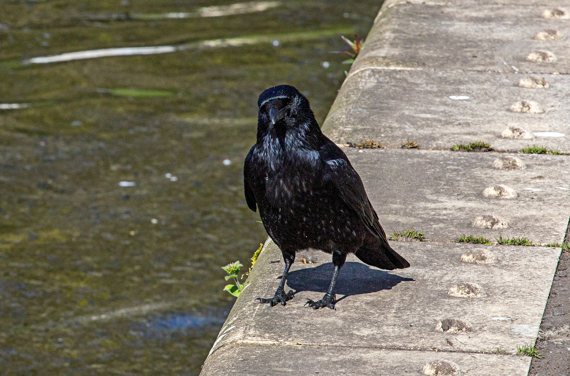 Linlithgow Loch 26 April 2024