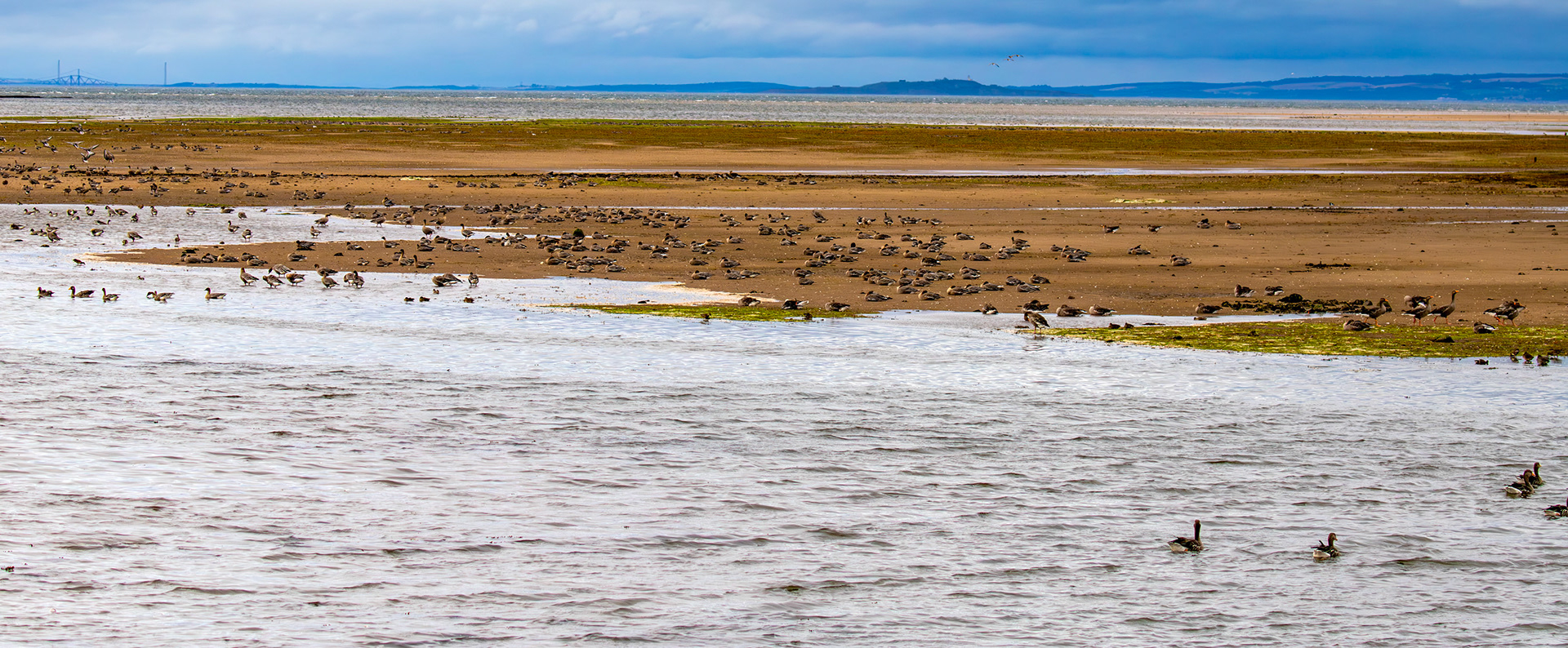 Pink-Footed Geese - Aberlady Bay 14 Sept 2024
