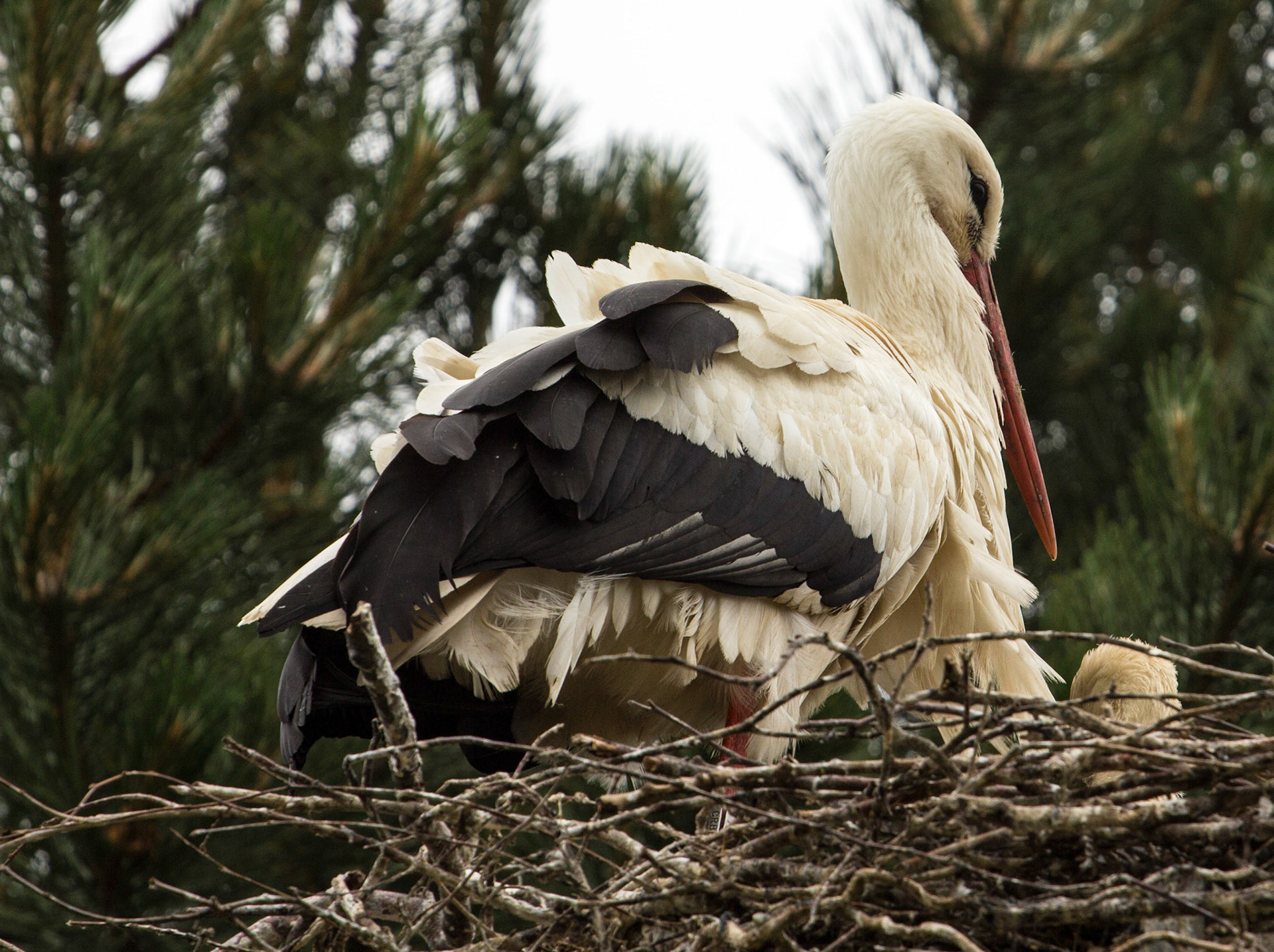 CernayPlease see my other Photographs at: http://www.jamespdeans.co.uk/
