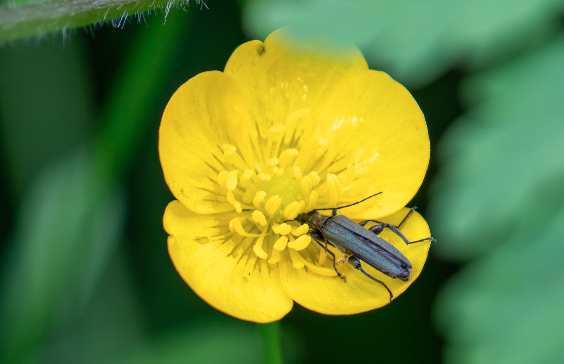 False Blister Beetle. Livingston 23 June 2026