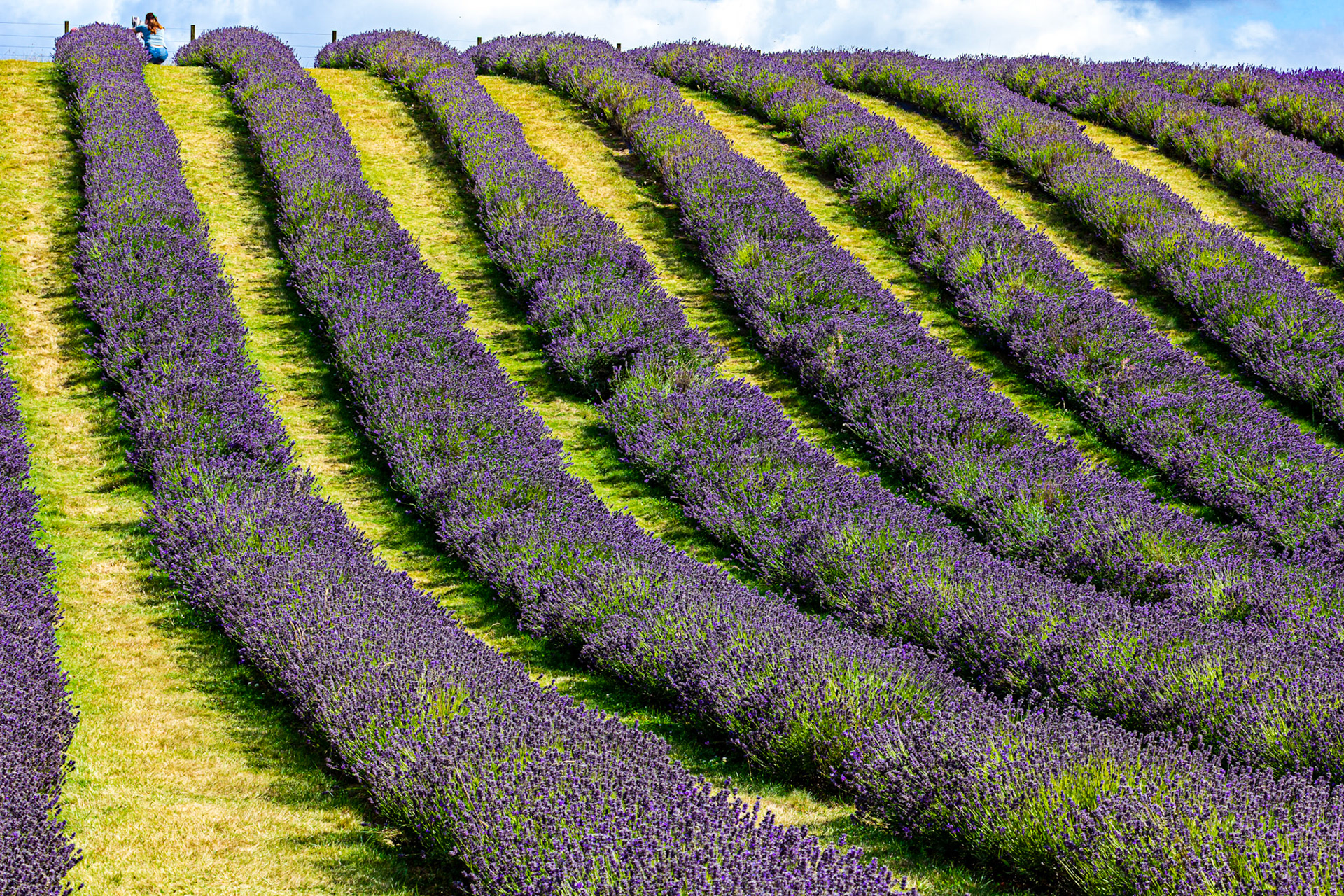 I spent an amazing few hours at Scottish Lavender Oils. They are so dedicated to nature and not to profit!
