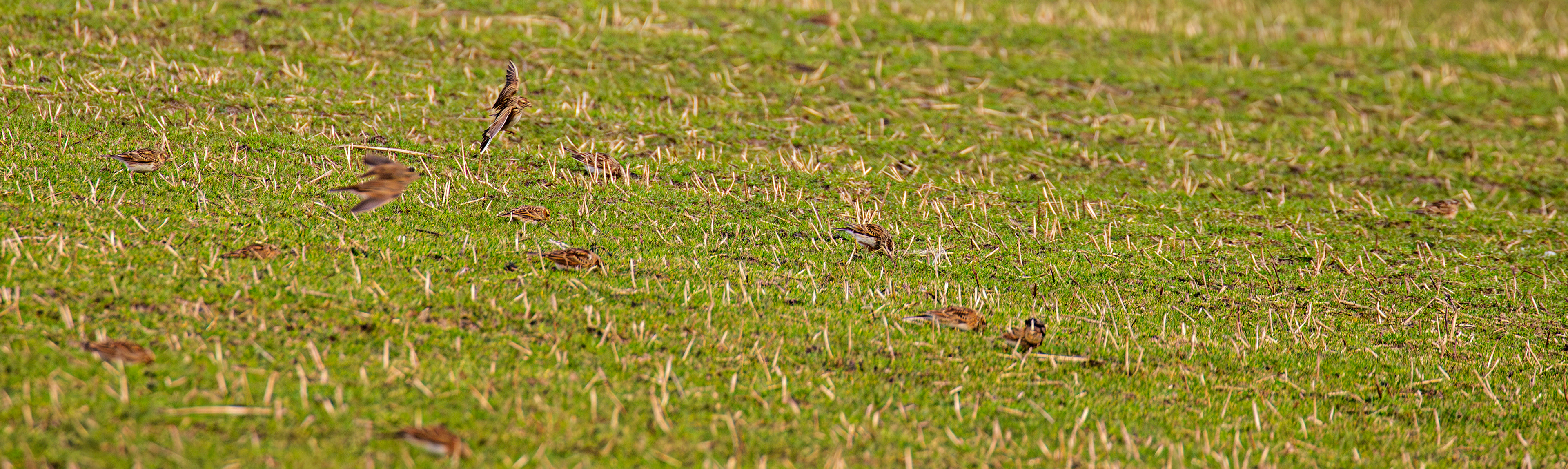 Skylark: The Island of Islay 04 March 2025