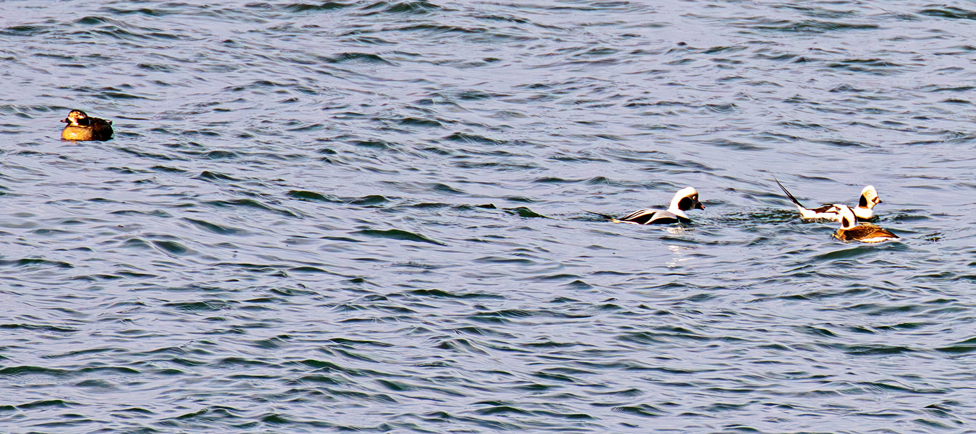 Long-Tailed Ducks at Portessie 05 March 2026