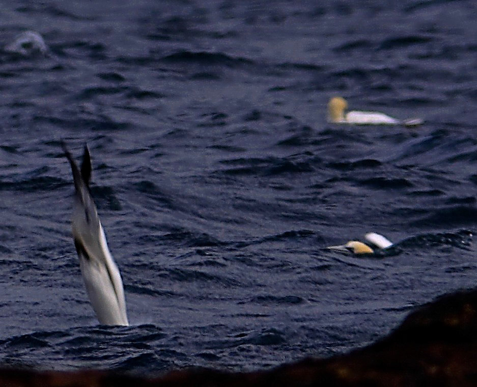 North BerwickPlease see my other Photographs at: http://www.jamespdeans.co.uk/