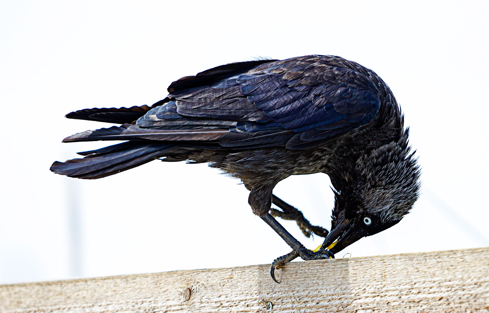 Bembridge IOW 17 July 2022